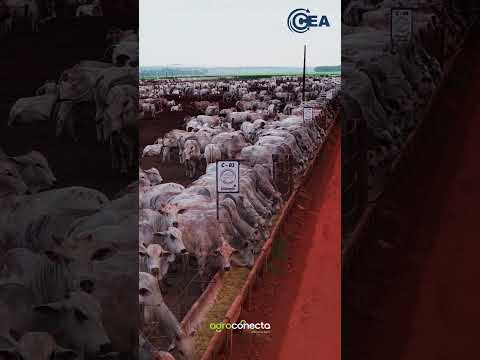 Volvernos a encontrar - Música oficial del Congreso CEA 2026